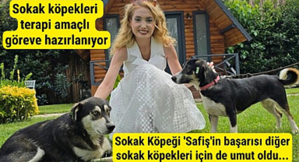 Diplomalı sokak köpekleri hastalara terapist olacak!