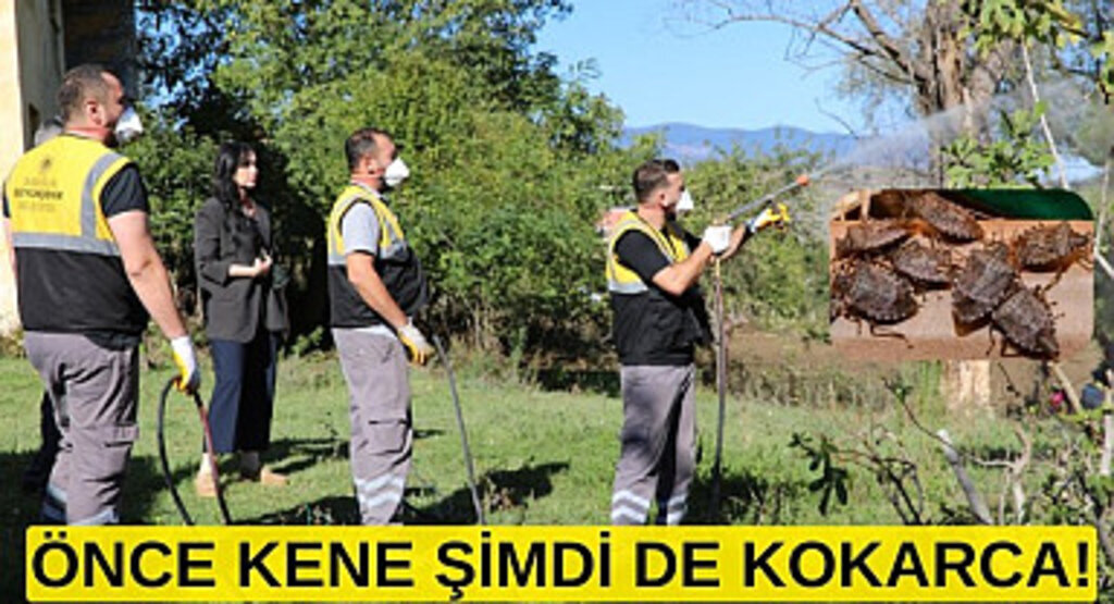 Samsun Büyükşehir Belediyesi'nden kahverengi kokarcayla mücadele