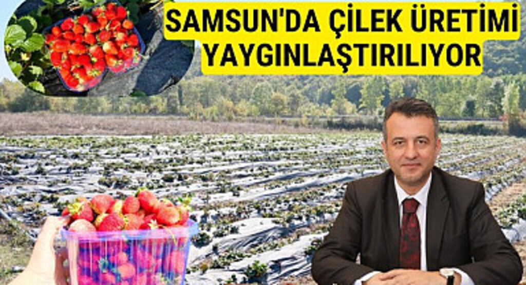 Samsun Büyükşehir Belediyesi'nin desteğiyle çilek üretimi yaygınlaşıyor