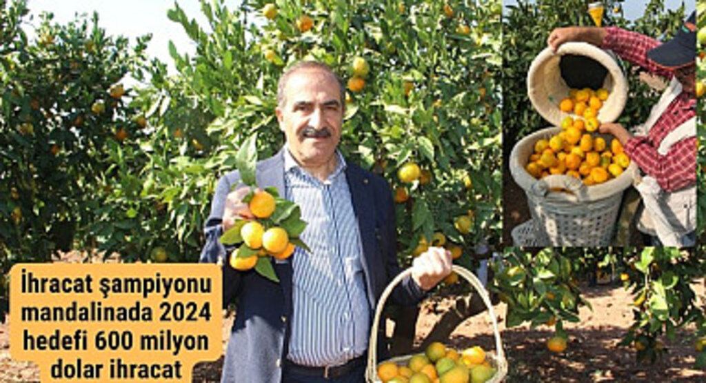 Satsuma mandalinanın ihracat yolculuğu başlıyor hedef 600 milyon dolar