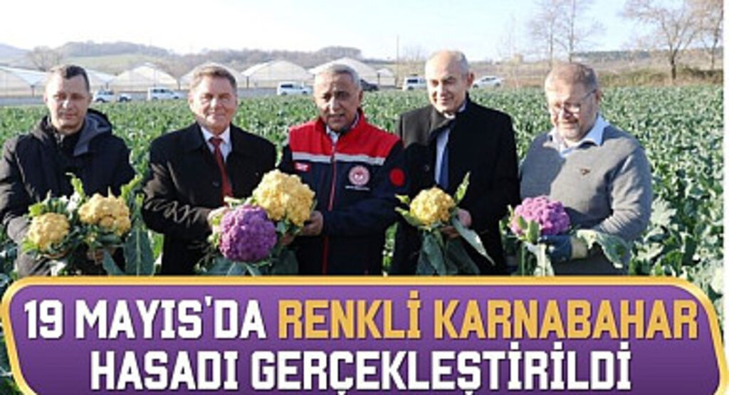 19 Mayıs'da Renkli Karnabahar Hasadı Gerçekleştirildi