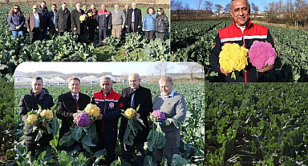 19 Mayıs İlçesinde Renkli Karnabahar Hasadı Gerçekleştirildi