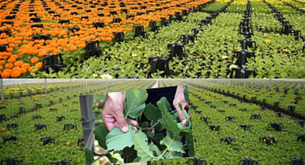 Araştırma Bülteni - Kış Aylarında Bitki Çayı Tüketimi Artıyor! 