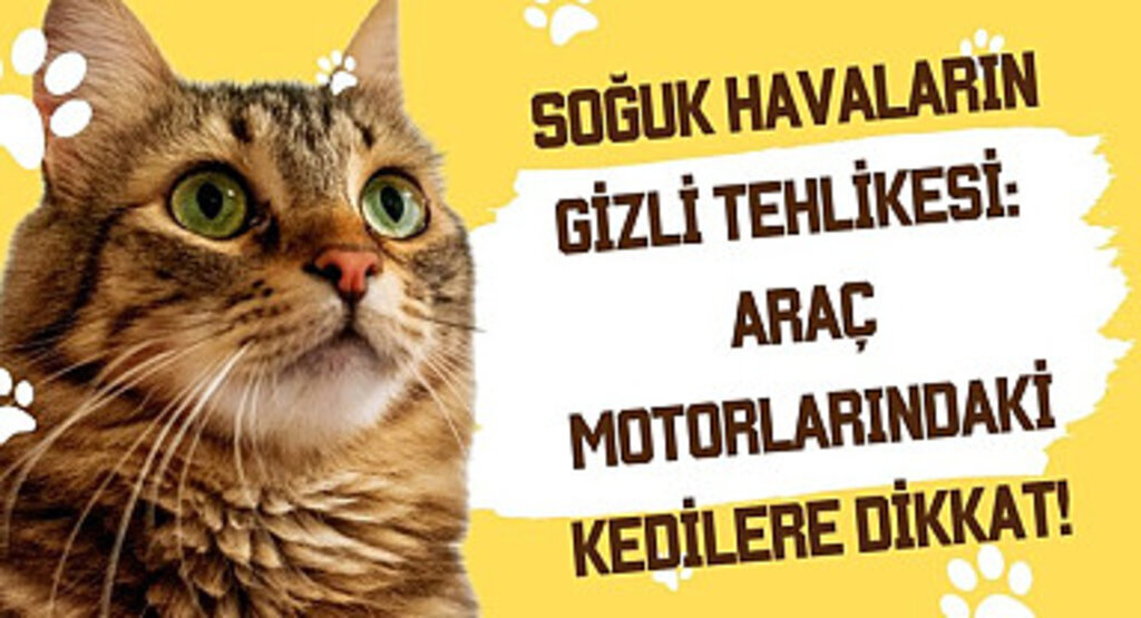 Araç Motoruna Sıkışan Kedi Nasıl Çıkarılır?
