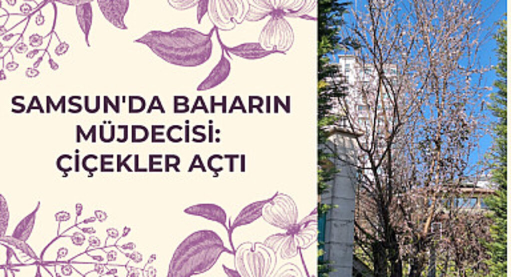 Samsun'da Baharın Müjdecisi: Çiçekler Açtı