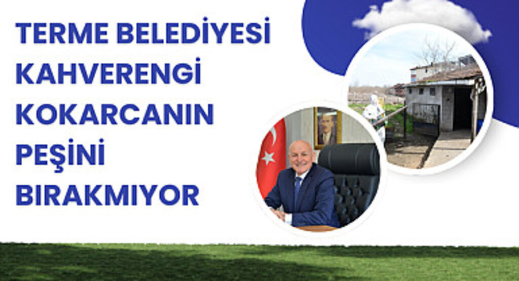 Terme Belediyesi kahverengi kokarcanın peşini bırakmıyor