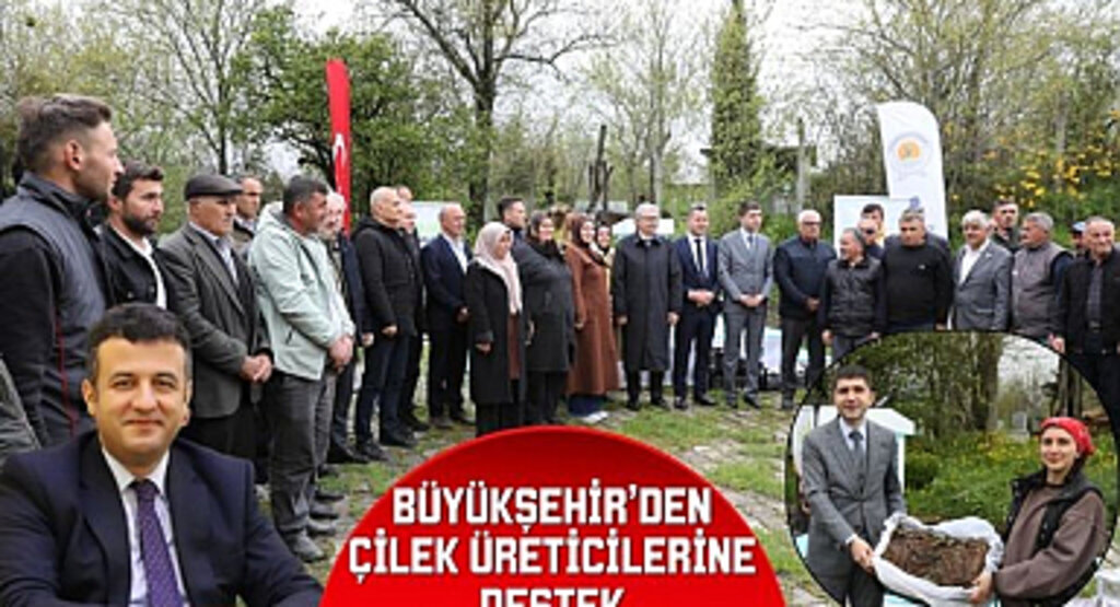 Büyükşehir'den Çilek Üreticilerine Destek