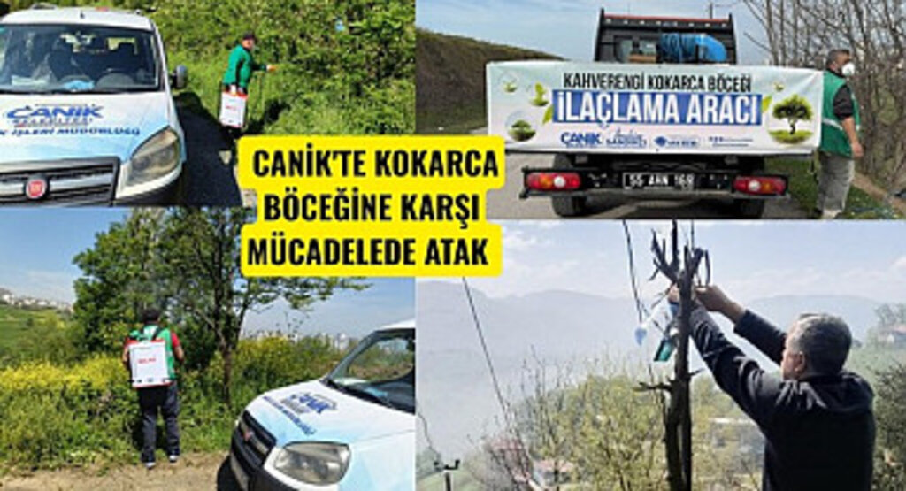 Canik Belediyesi'nden Kokarca Böceğine Karşı Mücadelede