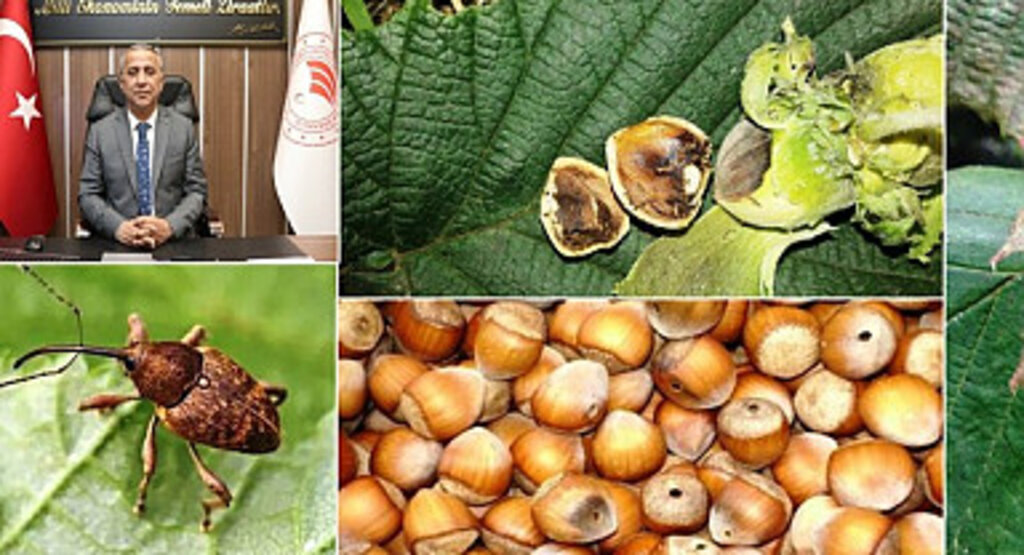 Samsun'da Fındık Kurdu ve Kahverengi Kokarca Mücadelesi Uyarısı