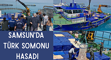 Samsun'da Türk Somonu hasadı