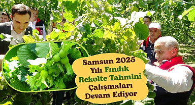 2025 Fındık Rekolte Tahmini Çalışmaları Devam Ediyor