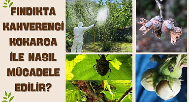 Fındıkta Kahverengi Kokarca ile Nasıl Mücadele Edilir?