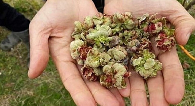 Samsun'da mevsimlik fındık toplama ücreti ne kadar? Terme Ziraat Odası duyurdu