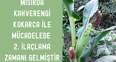 Mısırda Kahverengi Kokarca ile Mücadelede 2. İlaçlama Zamanı Gelmiştir