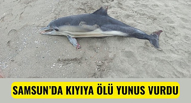 Samsun’da Atakum ilçesinde sahile ölü bir yunus vurdu