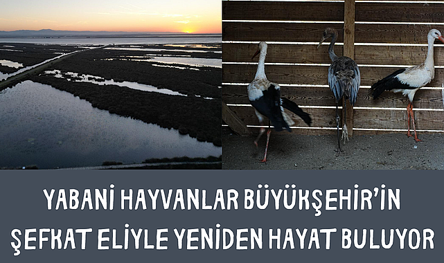 Yabani Hayvanlar Büyükşehir'in şefkat eliyle yeniden hayat buluyor - gazetenizolsun.com