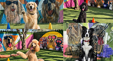 Denizli köpek otelleri hizmeti, Samsun'da köpek oteli var mı?