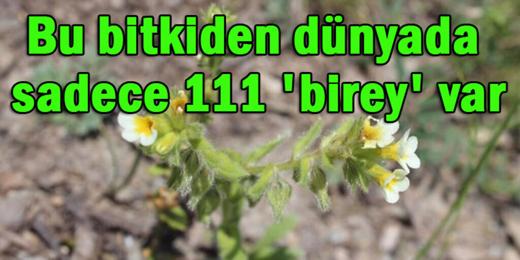 Bağ havacivası yok olma tehlikesiyle karşı karşıya