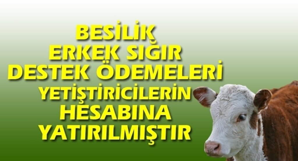 Besilik erkek sığır destek ödemeleri yetiştiricilerin hesabına yatırılmıştır
