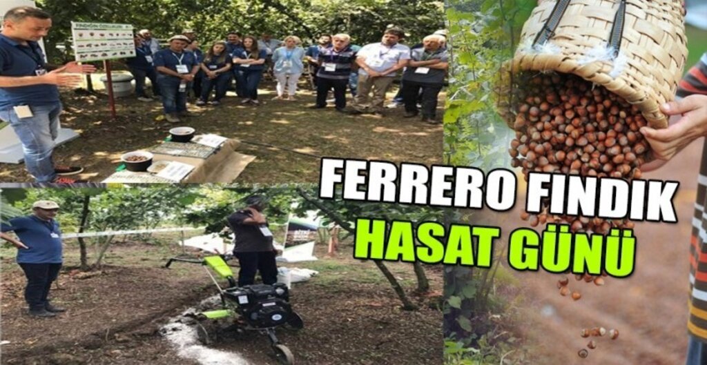 Ferrero Fındık Hasat Günü Ordu ve Sakarya'da yapılıyor