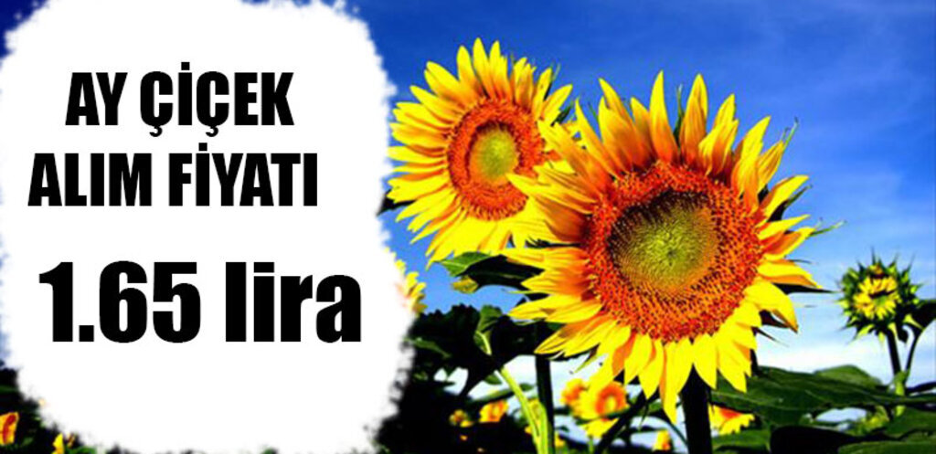 KARADENİZBİRLİK ayçiçeği alım fiyatını açıkladı