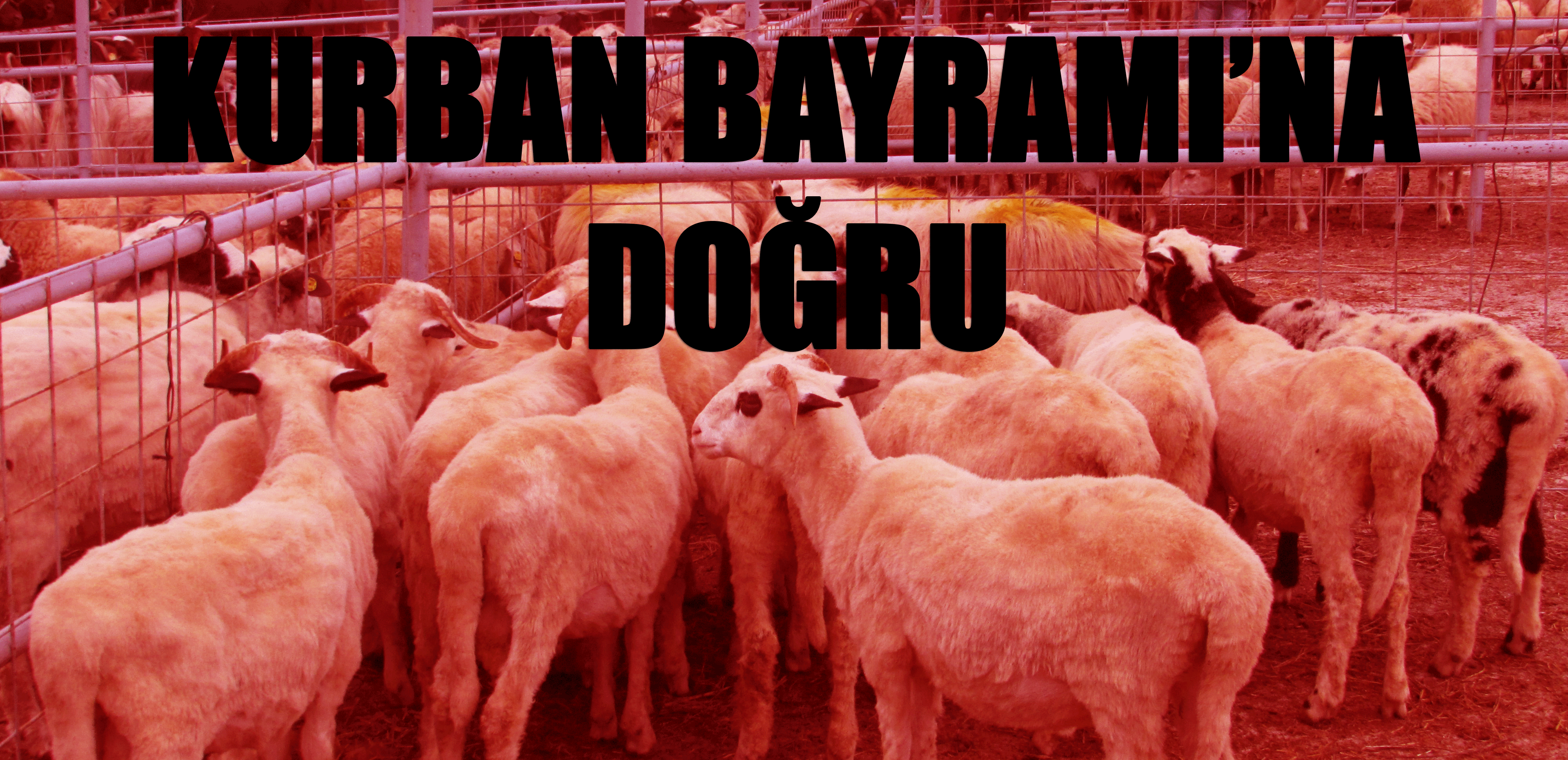 Kurban Bayramı'na doğru