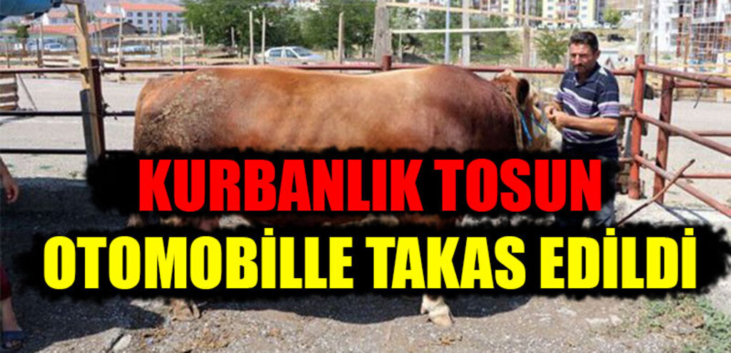 Kurbanlık tosun otomobille takas edildi