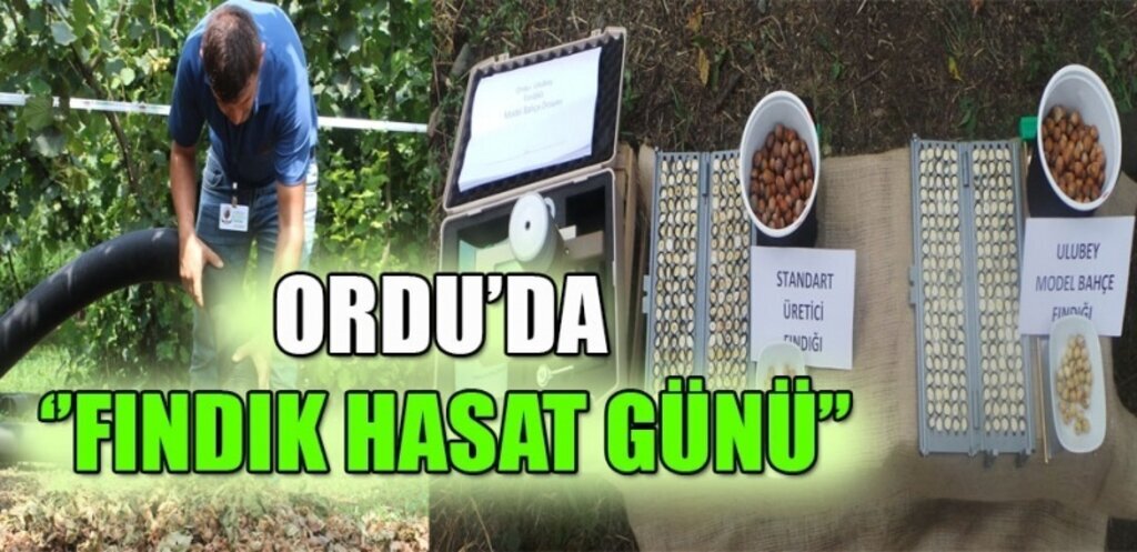 Ordu’da ‘Fındık Hasat Günü