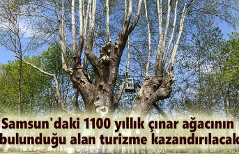 Samsun'da bin 100 yıllık tarihi ağaca bakım