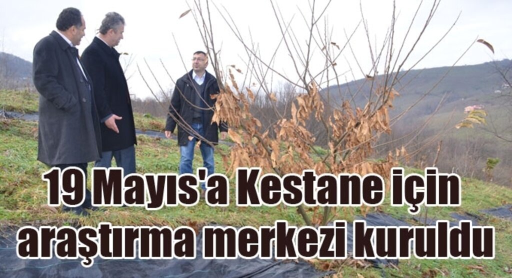 19 Mayıs İlçesi'nde kaliteli Nebiyan Kestanesi üretiliyor