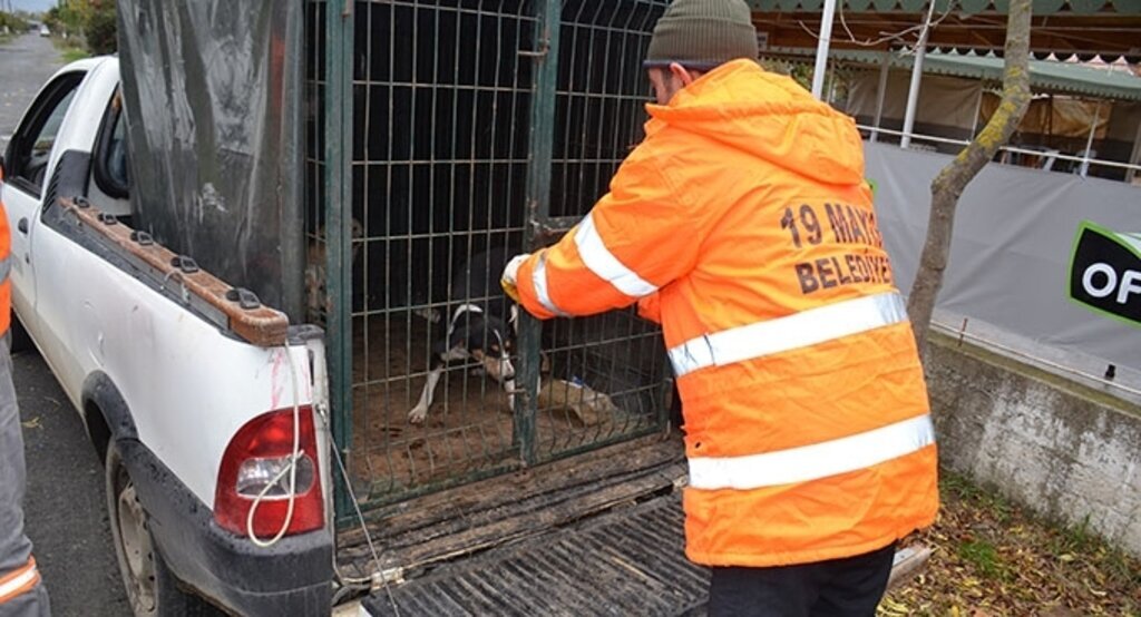 19 Mayıs İlçesinde sahipsiz hayvanlara belediye şevkati