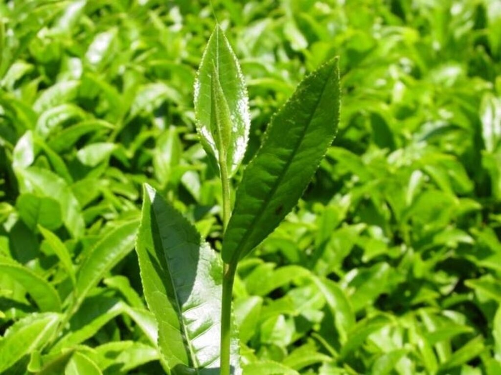 2015 yılı çay sektörünün altın yılı olacak