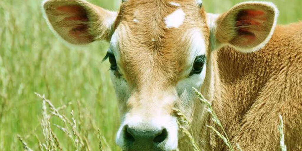 2016 Yılı Buzağı Desteklemesi Müracaatları Başladı