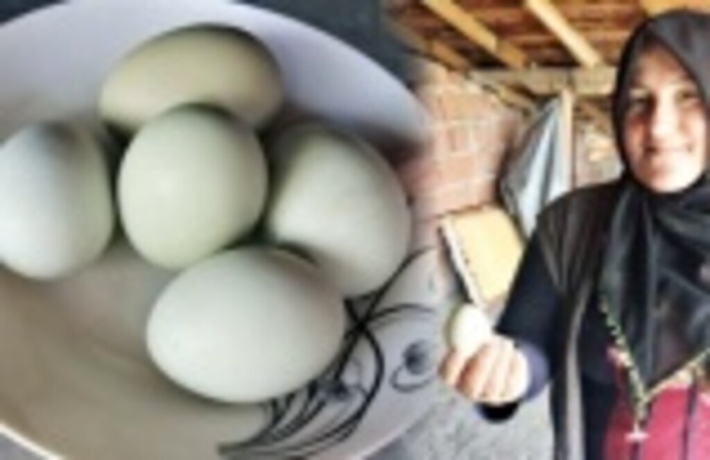 Samsun'da mavi yumurta üretimine destek