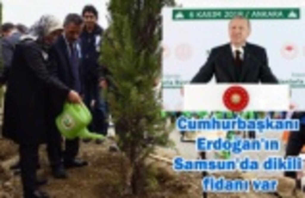 Cumhurbaşkanı Erdoğan'ın Samsun'da dikili fidanı var