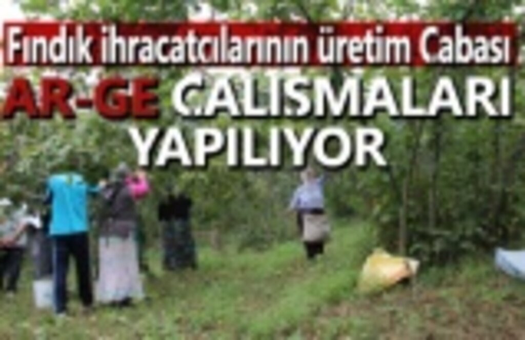 Dekarda 80-90 kg a düşen fındık üretimini arttırmak için , Ar-Ge çalışmaları yapılıyor