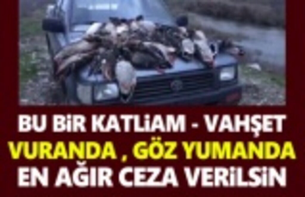 Samsun'da ördek katliamı! Vuran da göz yumanda suçludur!