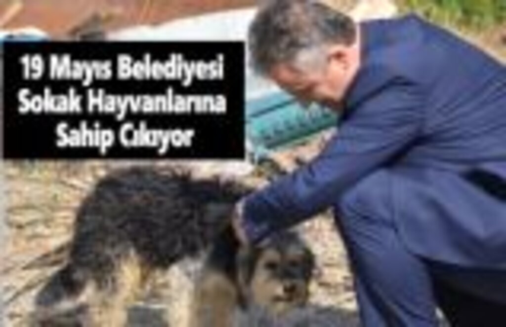 19 Mayıs Belediyesi Sokak Hayvanlarına Sahip Çıkıyor.