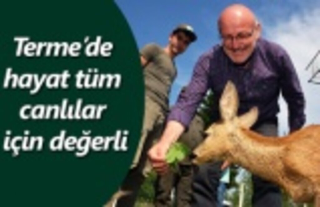 Terme’de sokak hayvanları emin ellerde