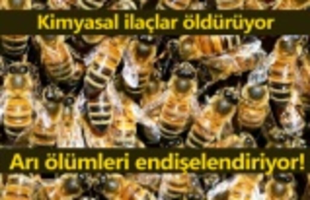 Arı Kolonisi Kayıplarını En Aza İndirmek İçin Yapılması Gerekenler