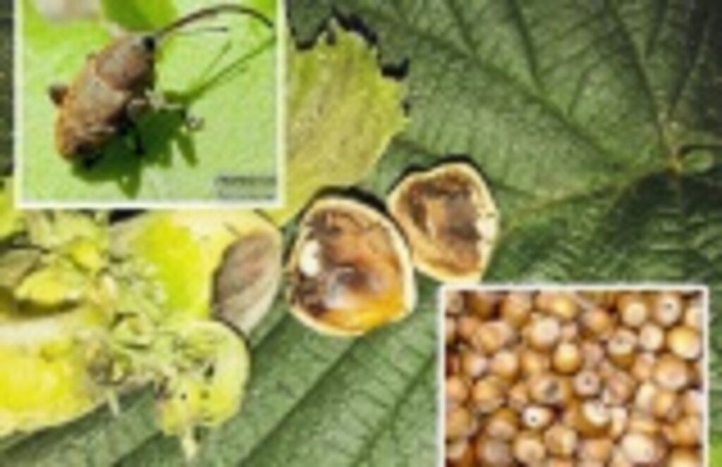 Fındık Kurdu Mücadelesi ve Dikkat Edilmesi Gereken Hususlar