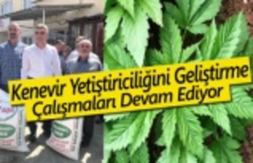 Kenevir Yetiştiriciliğini Geliştirme Çalışmaları Devam Ediyor