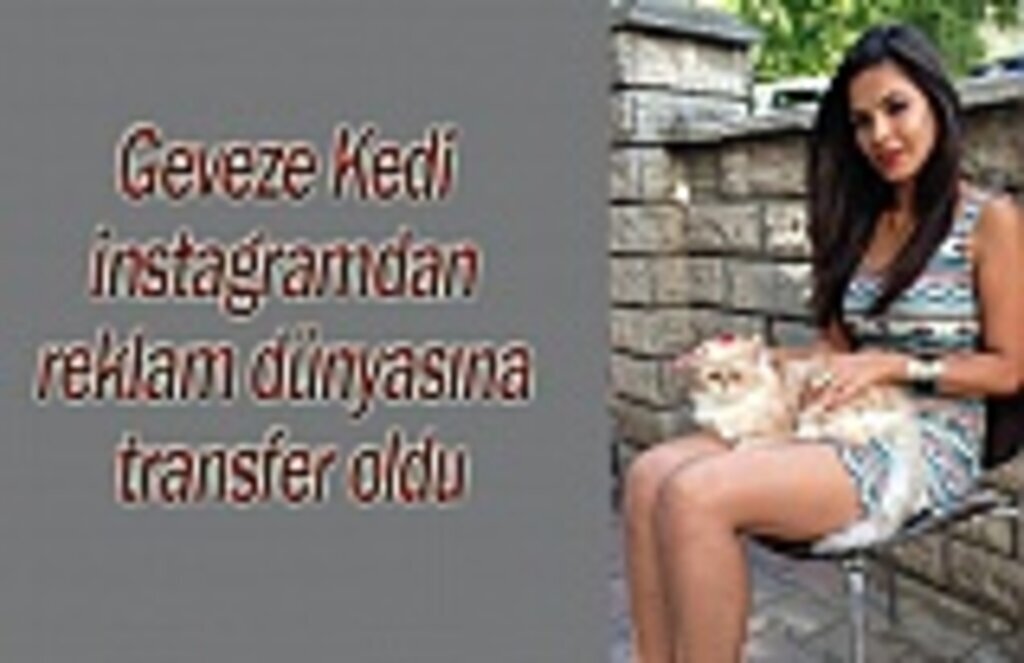 Geveze Kedi Şans transfer oldu!
