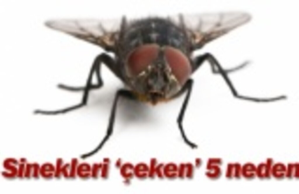 Kırmızı ve koyu renk giysiler sinekleri çekiyor!