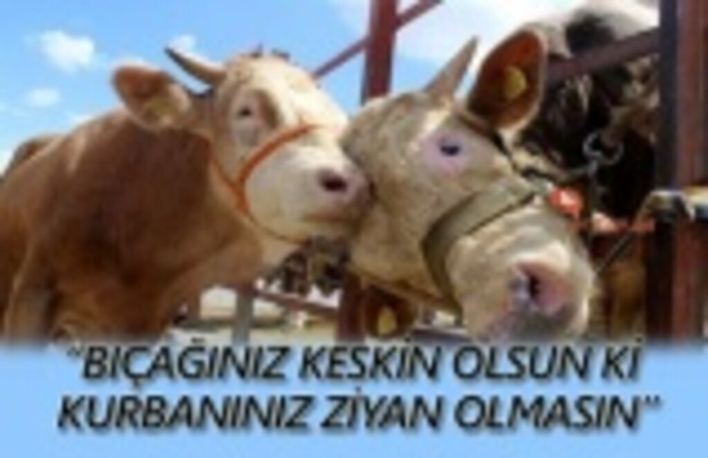 Dikkat kurbanınızı ziyan etmeyin!