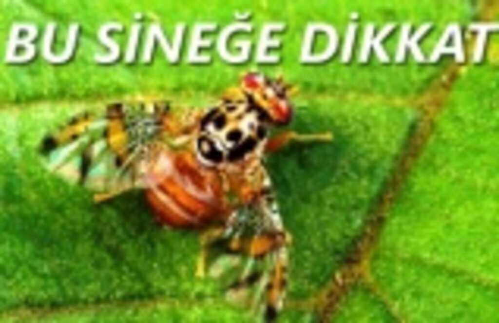 Samsun'da Akdeniz Meyve Sineği ile mücadele ediliyor