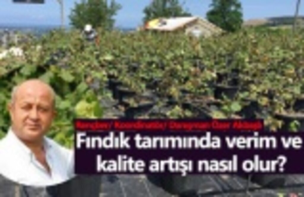 Fındık tarımında verim ve kalite artışı nasıl olur?