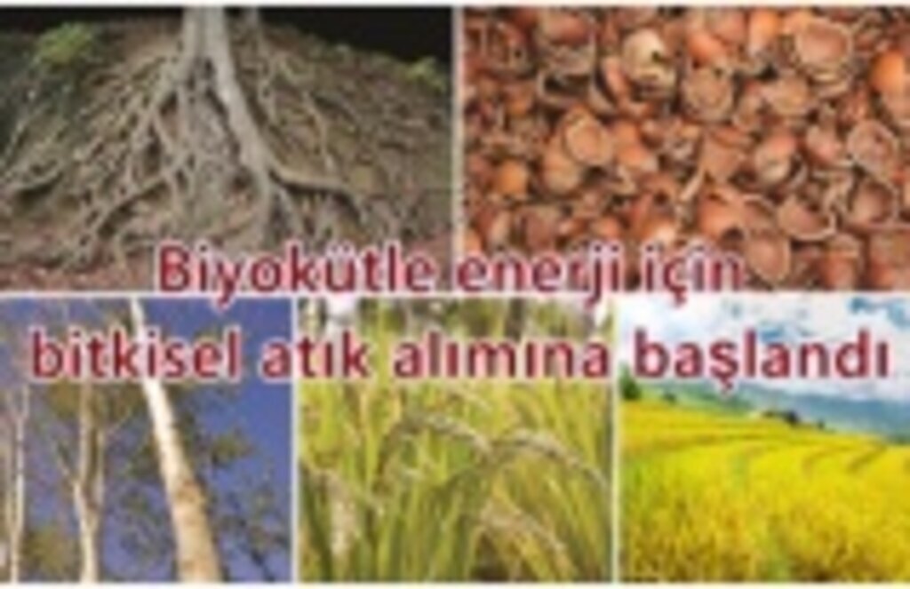 Biyokütle enerji için bitkisel atık alımına başlandı
