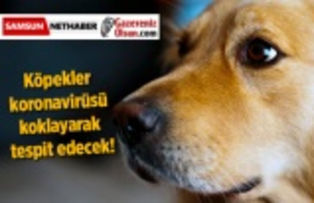 Köpekler koronavirüsü koklayarak tespit edecek!