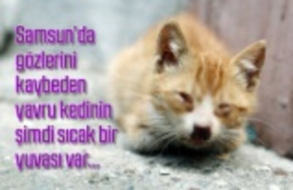 Gözlerini kaybeden yavru kedinin şimdi sıcak bir yuvası var - Samsun Haber